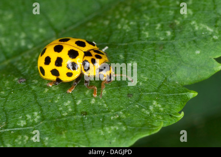 Vingt-spot coccinelle (Thea vigintiduopunctata Psyllobora vigintiduopunctata, Thea, 22-punctata), assis sur une feuille, Allemagne Banque D'Images