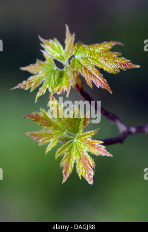 L'érable argenté, l'érable blanc, érable piqué (Acer saccharinum), pousses de feuilles, Allemagne Banque D'Images