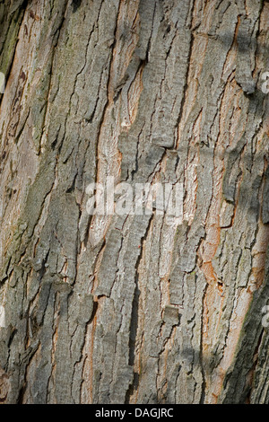 L'érable argenté, l'érable blanc, érable piqué (Acer saccharinum), l'écorce Banque D'Images