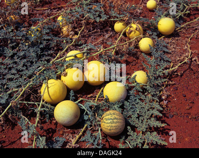 Apple, amer (Citrullus colocynthis colocynthis), avec des fruits, de l'Australie Banque D'Images