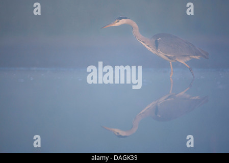 Héron cendré (Ardea cinerea), qui se reflète dans l'eau dans la soirée, France Banque D'Images