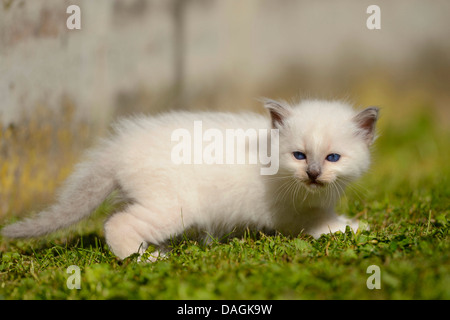 Chat Sacré de Birmanie, Birman (Felis silvestris catus), f. chaton sur un pré, Allemagne Banque D'Images