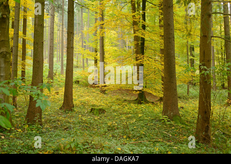 Le hêtre commun (Fagus sylvatica), forêt mixte à l'automne, en Allemagne, en Bavière, Oberpfalz Banque D'Images