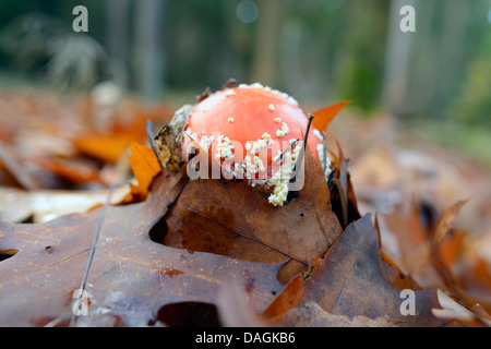 Agaric fly (Amanita muscaria), à même le sol forestier, Allemagne Banque D'Images