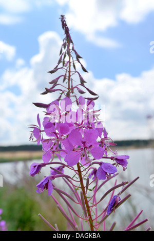 L'épilobe, blooming sally, rosebay willow-herb, grand willow-herb (Epilobium angustifolium, Chamaenerion angustifolium), inflorescence, Allemagne, Bavière, Oberpfalz Banque D'Images