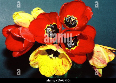 Un affichage floral du printemps tulipes dans un vase,la représentation des couleurs éclatantes de rouge jaune et noir,avec l'étamine exposés,close-up Banque D'Images