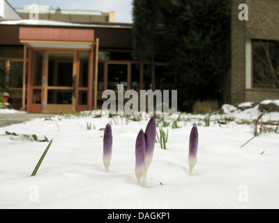 Début de crocus (Crocus tommasinianus), crocusses dans la neige dans un jardin de devant, Allemagne Banque D'Images