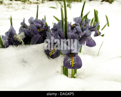 Imberbe nain iris (Iris reticulata), iris fleurs dans la neige Banque D'Images