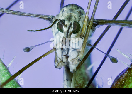 Le chou, cranefly brown Daddy Long Legs (Tipula oleracea), portrait, Allemagne, Mecklembourg-Poméranie-Occidentale Banque D'Images