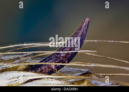 Le sang, l'ergot (Claviceps purpurea) racine, Sclerotium, Allemagne, Mecklembourg-Poméranie-Occidentale Banque D'Images