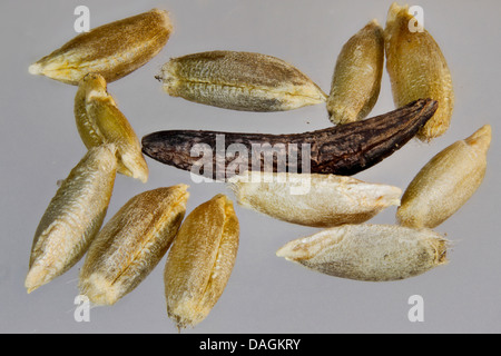 Le sang, l'ergot (Claviceps purpurea) racine, Sclerotium et grains, Allemagne, Mecklembourg-Poméranie-Occidentale Banque D'Images