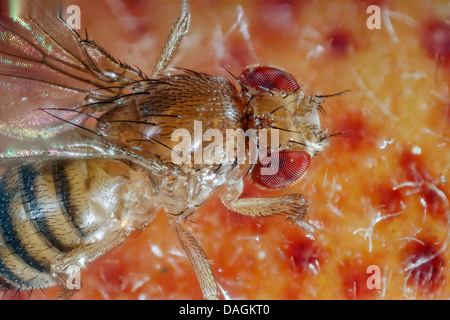 La mouche des fruits, mouche du vinaigre (Drosophila melanogaster), sur la pêche, l'Allemagne, Mecklembourg-Poméranie-Occidentale Banque D'Images