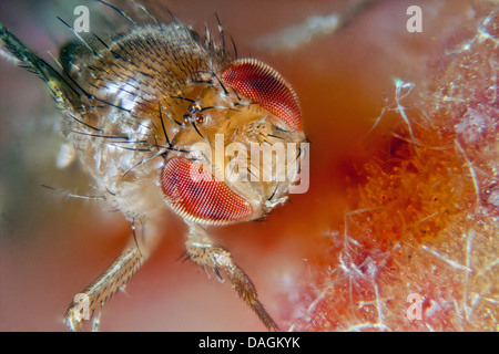 La mouche des fruits, mouche du vinaigre (Drosophila melanogaster), sur la pêche, l'Allemagne, Mecklembourg-Poméranie-Occidentale Banque D'Images