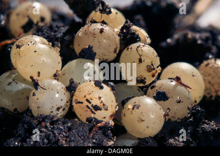 Grande Limace noire, une plus grande limace noir noir noir, Arion, escargot (Ecosse) (Arion ater), des œufs, de l'Allemagne, Mecklembourg-Poméranie-Occidentale Banque D'Images