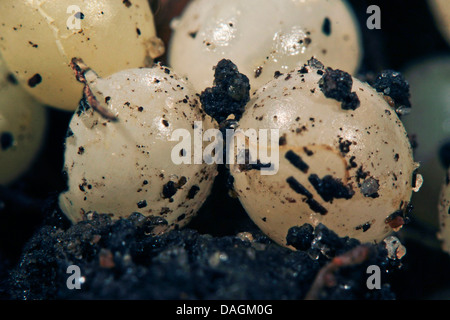 Grande Limace noire, une plus grande limace noir noir noir, Arion, escargot (Ecosse) (Arion ater), des œufs, de l'Allemagne, Mecklembourg-Poméranie-Occidentale Banque D'Images