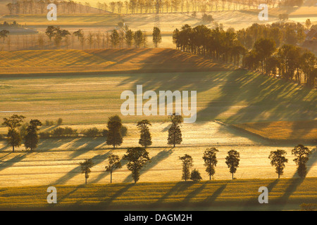 Vue aérienne de paysage champ Brugs Ommeland dans la brume du matin, Belgique Banque D'Images