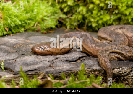 Elephant-tronc serpent (Acrochordus javanicus), couché sur une pierre Banque D'Images