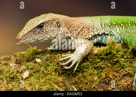 Jungle runner (Ameiva ameiva), portrait Banque D'Images