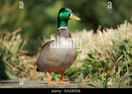 Le Canard colvert (Anas platyrhynchos), Drake Banque D'Images