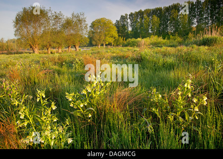 Symphytum officinale Consoude (commune), dans un pré en fleurs, Belgique Banque D'Images