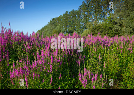 La salicaire, spiked salicaire (Lythrum salicaria), groupe de floraison, Belgique Banque D'Images