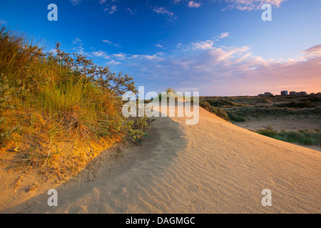 Paysage de dunes de la Réserve Naturelle de Westhoek, Belgique Banque D'Images