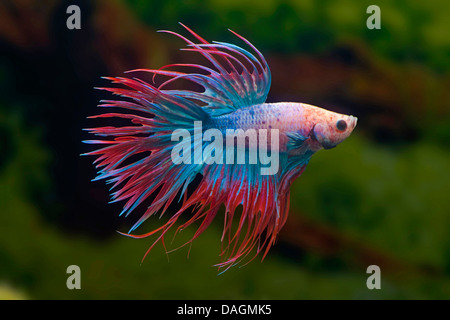 La lutte contre le poisson siamois, Siamois fighter (Betta Splendens queue multicolore de la Couronne), la queue de la Couronne multicolore Banque D'Images