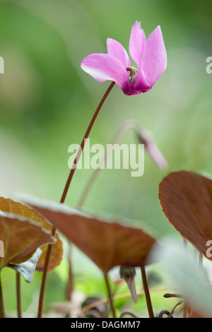 Cyclamen (Cyclamen purpurascens européenne), la floraison, Allemagne Banque D'Images