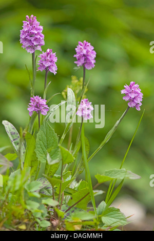 La commune de l'ouest (Dactylorhiza fuchsii, Dactylorhiza maculata ssp. fuchsii), blooming, Allemagne Banque D'Images