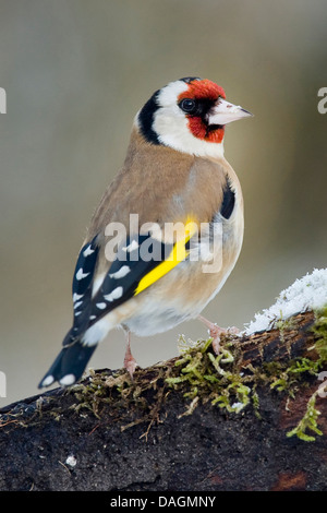 Eurasian goldfinch (Carduelis carduelis), assis sur une branche, Allemagne Banque D'Images