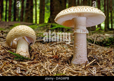 Le blush (Amanita rubescens), deux organes de fructification sur le sol des forêts, de l'Allemagne, en Rhénanie du Nord-Westphalie, région du Bergisches Land Banque D'Images