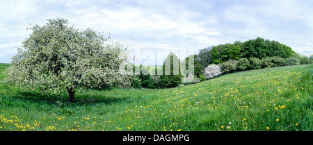 Pommier (Malus domestica), plat paysage de printemps de fleurs de pommier, de l'Allemagne, NRW, Siebengebirge Banque D'Images