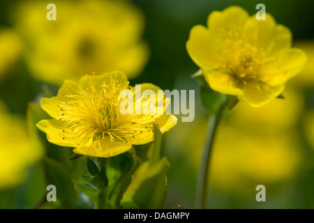 Dryade (Geum montanum), fleurs, Allemagne Banque D'Images