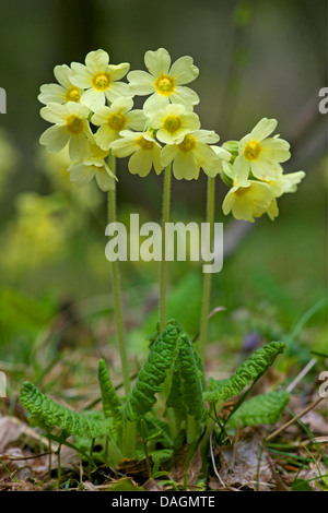 Vrai oxlip (Primula elatior), la floraison, l'Italie, le Tyrol du Sud, Dolomiten Banque D'Images