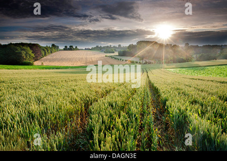 Le blé tendre, cultivé du blé (Triticum aestivum), champ de blé dans la lumière du matin, Belgique, Vlaamse Ardennen Banque D'Images