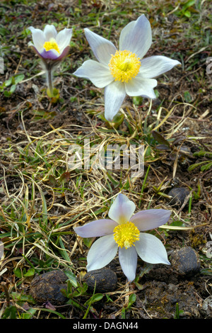 Anémone de printemps, l'anémone pulsatille (Pulsatilla vernalis), fleur, Germany, Dolomites, Parc National de Fanes Banque D'Images