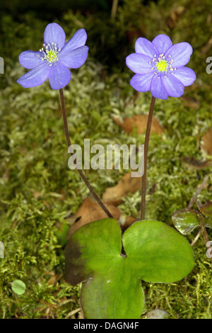 Hepatica, American liverleaf (hépatique Hepatica nobilis), la floraison, l'Italie, le Tyrol du Sud, Dolomites Banque D'Images