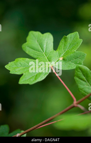 Domaine de l'érable, plane (Acer campestre), de feuilles sur une branche, Allemagne Banque D'Images