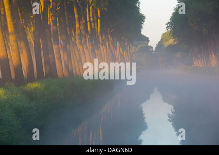 Le tremble, le peuplier (Populus spec.), les peupliers bordant un canal, Belgique, Flandre Banque D'Images