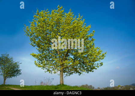 Érable de Norvège (Acer platanoides), l'Allemagne, d'arbres en fleurs Banque D'Images