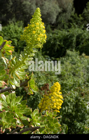 (Aeonium Aeonium manriqueorum), blooming, Canaries, Gran Canaria Banque D'Images