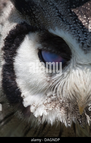 À face blanche africaine Scops (Otus leucotis). L'œil droit. Membrane nictitante, 'troisième' paupière, tracée à surface du globe oculaire Banque D'Images