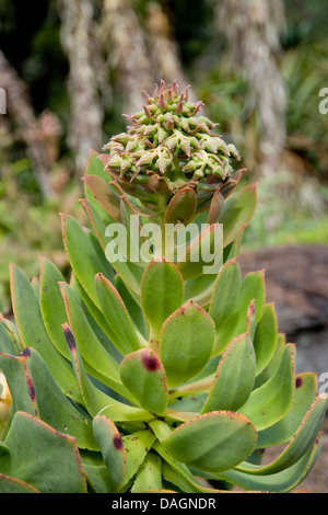 Aeonium Aeonium (valverdense), endémique sur El Hierro, Îles Canaries, El Hierro Banque D'Images