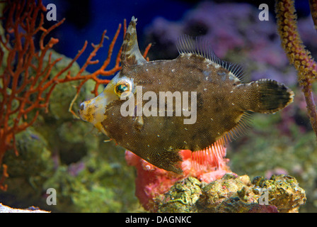 Queue poils poissons-fichier (Acreichthys tomentosus), en face des coraux Banque D'Images