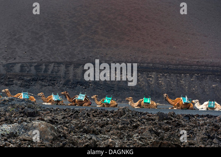 Un dromadaire, chameau (Camelus dromedarius), animally transport de passagers attendent les touristes , Îles Canaries, Lanzarote, le Parc National de Timanfaya Banque D'Images