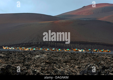 Un dromadaire, chameau (Camelus dromedarius), animally transport de passagers attendent les touristes , Îles Canaries, Lanzarote, le Parc National de Timanfaya Banque D'Images