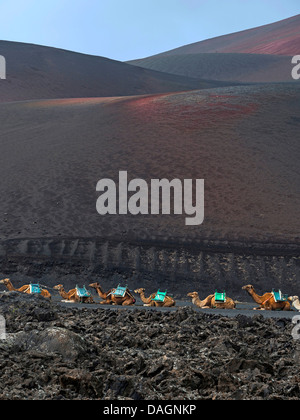 Un dromadaire, chameau (Camelus dromedarius), animally transport de passagers attendent les touristes , Îles Canaries, Lanzarote, le Parc National de Timanfaya Banque D'Images
