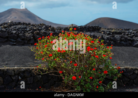 Géranium (Pelargonium spec.), à un mur de roche volcanique faible dans l'aire de production en La Geria, Lanzarote, Îles Canaries Banque D'Images