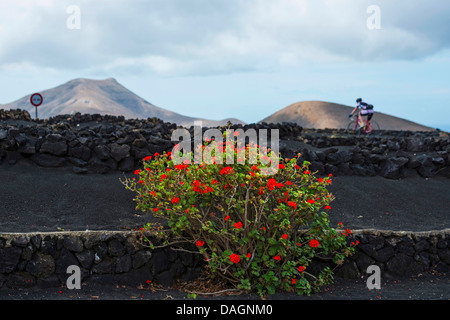 Géranium (Pelargonium spec.), à un mur de roche volcanique faible dans l'aire de production en La Geria, Lanzarote, Îles Canaries Banque D'Images