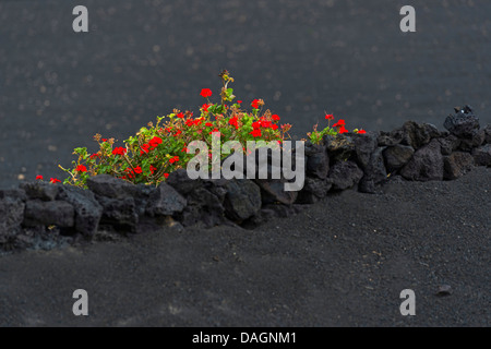 Géranium (Pelargonium spec.), à un mur de roche volcanique faible dans l'aire de production en La Geria, Lanzarote, Îles Canaries Banque D'Images